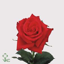red calypso rose