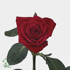 red champ rose