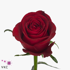 red june rose