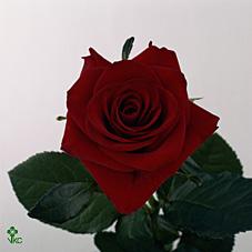 red one rose