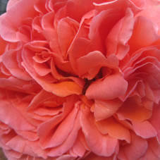rene gosciny rose