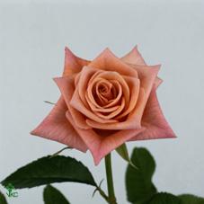 renee rose