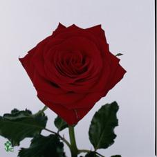 rolex rose