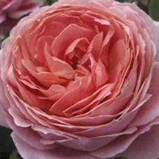 romantic antike rose