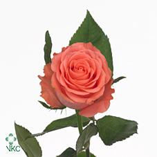 rosalie rose
