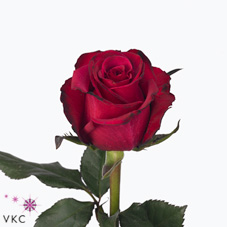 roseberry rose
