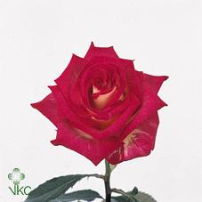 shanti rose