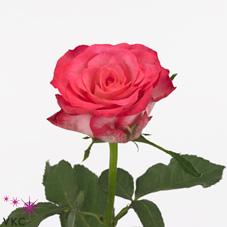 silhouette rose