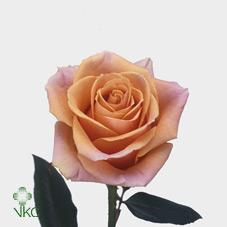sirocco rose