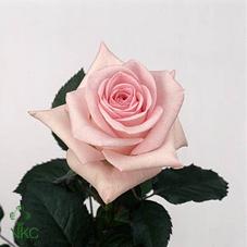 sweet akito rose