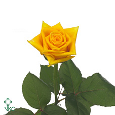 tara rose