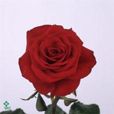 valentino rose