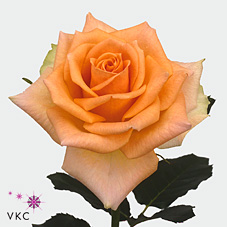 versillia rose