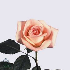 vivaldi rose