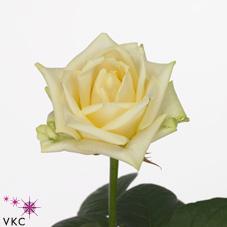 white champion rose