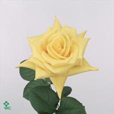yellow island rose